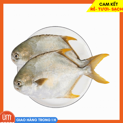 Cá Chim Biển Làm Sạch