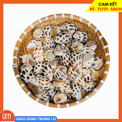 Ốc hương 30-35 con/kg