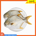 Cá Chim Biển Làm Sạch