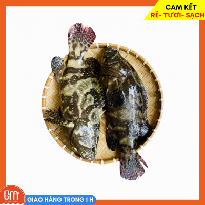Cá Mú Tươi