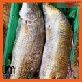 Cá Vược Tươi Cắt Khúc