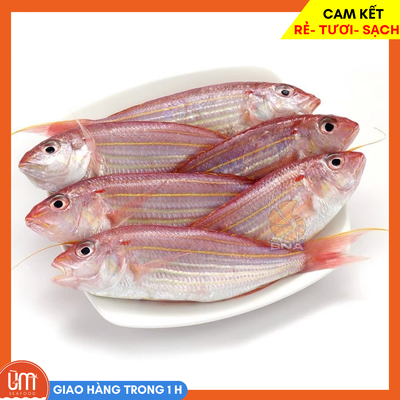 Cá Thèn Hồng
