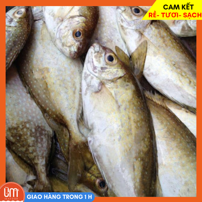 Cá Kình Biển