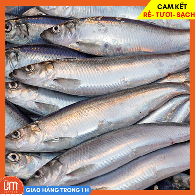 Cá Trích Tươi Làm Sạch